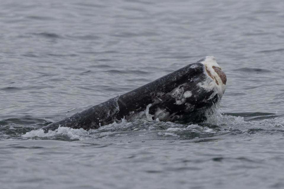 Newport Coastal Adventure, a whale-watching company, captured images of the whale's missing tail.  / Credit: @NewportCoastalAdventure