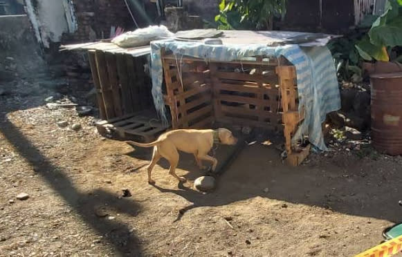 屏東縣春日鄉2日晚間發生一起比特犬咬死男童的意外。（圖／中天新聞）