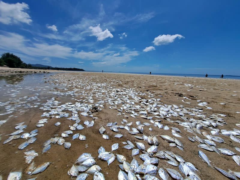 Thai mass fish die-off