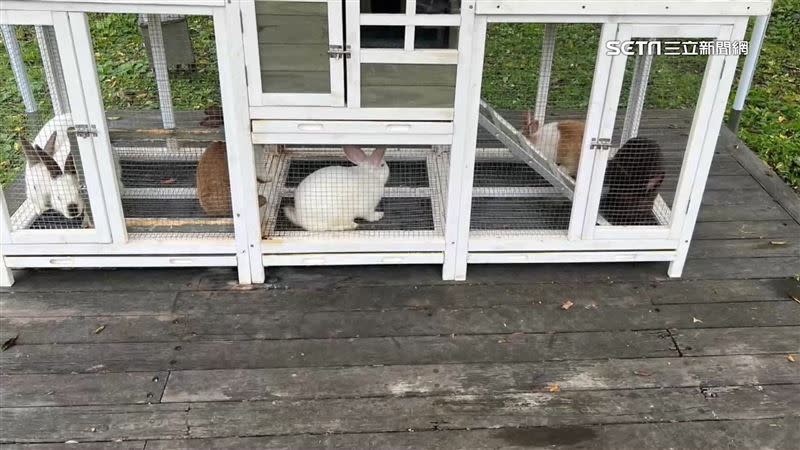 5隻兔子被關在同一個籠子，民眾表示「不友善」。