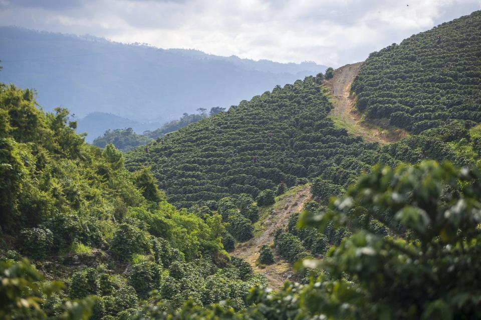 The process of coffee production is a major contributor of coffee’s carbon footprint because of the intensive irrigation, fertilization systems and pesticides adopted. (AP Photo/Moises Castillo)