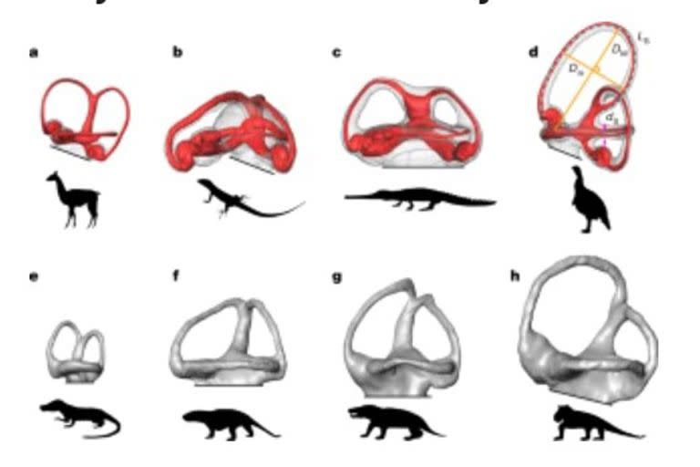 El salto evolutivo se comenzó a dar hace  233 millones de años, durante el Triásico