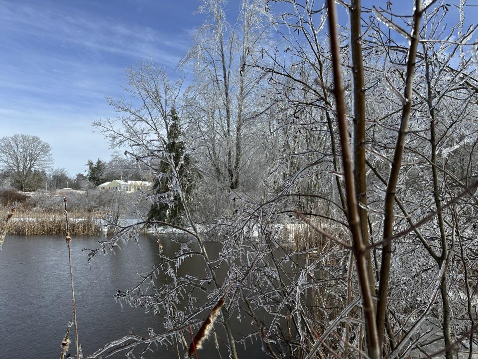 This photo dated March 24, 2024, in Falmouth, Maine, shows a frozen tree at Gilsland Farm Audubon Center. (AP Photo/Patrick Whittle)