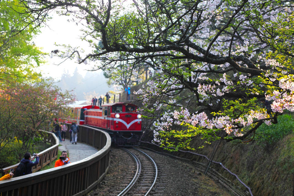 阿里山（Photo Credit: JerryLai0208 @Flickr, License: CC BY-SA 2.0，圖片來源：https://www.flickr.com/photos/51449066@N06/17035857621）