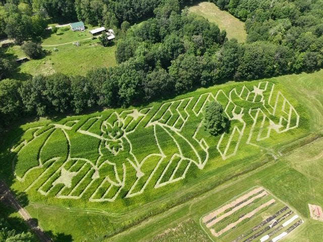 Coppal House Farm is known for its labyrinth. This year, the farm unveiled Brown Bat Corn Maze, a 5-acre professionally designed bat-shaped labyrinth.