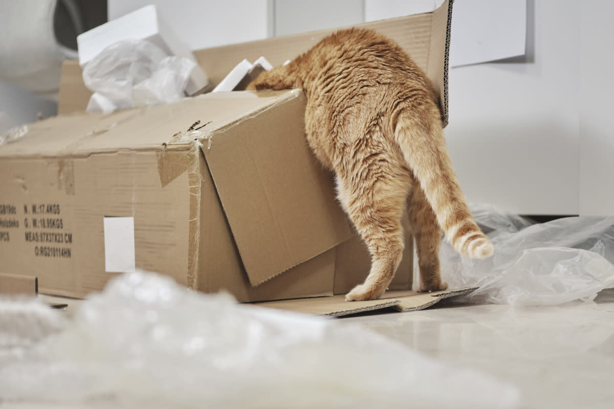 https://www.gettyimages.co.uk/detail/photo/curious-kitten-crawls-into-a-cardboard-box-royalty-free-image/1372357476?phrase=cat+playing+