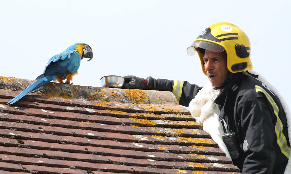 A firefighter gets personal with a parrot (Picture: London Fire Brigade)