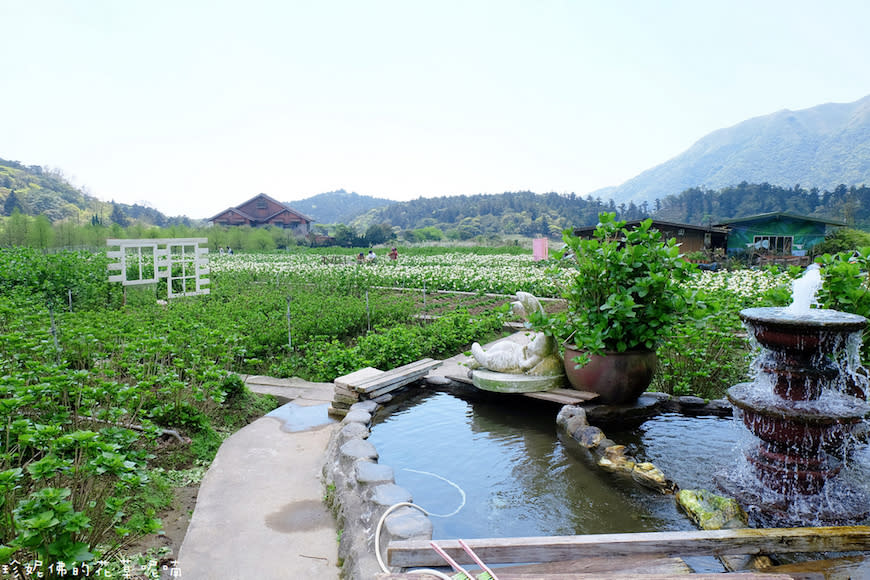 陽明山｜頂湖環狀步道、花谷海芋園