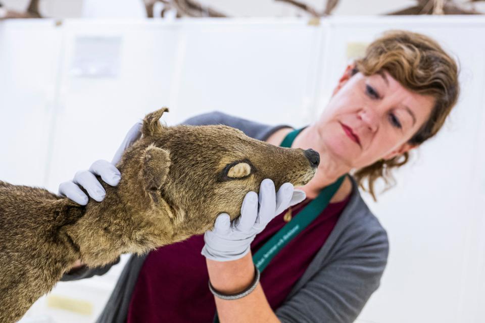 Daniela Kalthoff, in charge of the mammal collection at the Museum of Natural History in Stockholm, examines a dry specimen of a Tasmanian tiger on September 26, 2023.  / Credit: JONATHAN NACKSTRAND/AFP via Getty Images