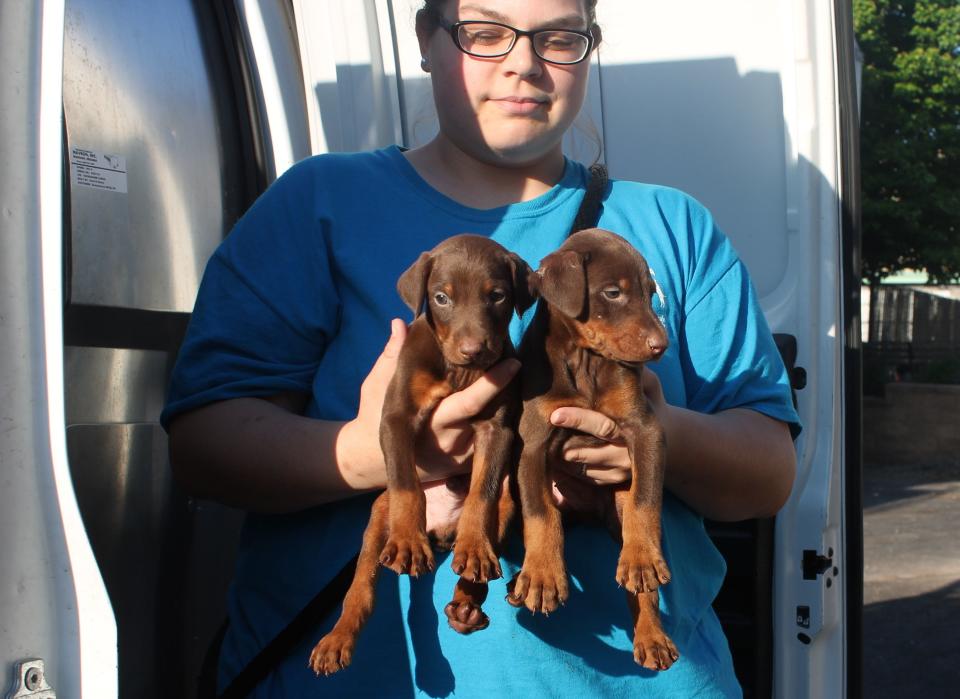 Two&nbsp;of the 10 puppies recovered from the alleged unlicensed dealer. (Photo: Pennsylvania SPCA)