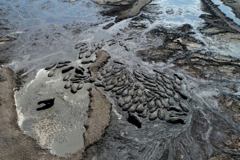 Unos hipopótamos atrapados en el barro en un canal seco del delta Okavango en la localidad de Nxaraga, en Botsuana, el 25 de abril de 2024 (Monirul Bhuiyan)