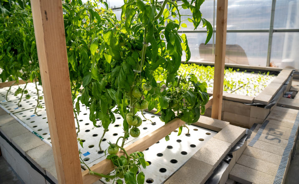 Tomatoes grow via aquaponics at the Ecolife Innovation Center in northern San Diego County. (Photo: Ecolife)