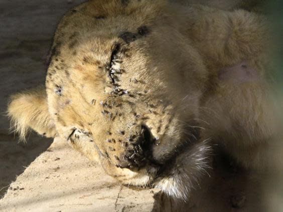 Sick and malnourished lioness sleeps in its cage in Sudan (AFP via Getty Images)