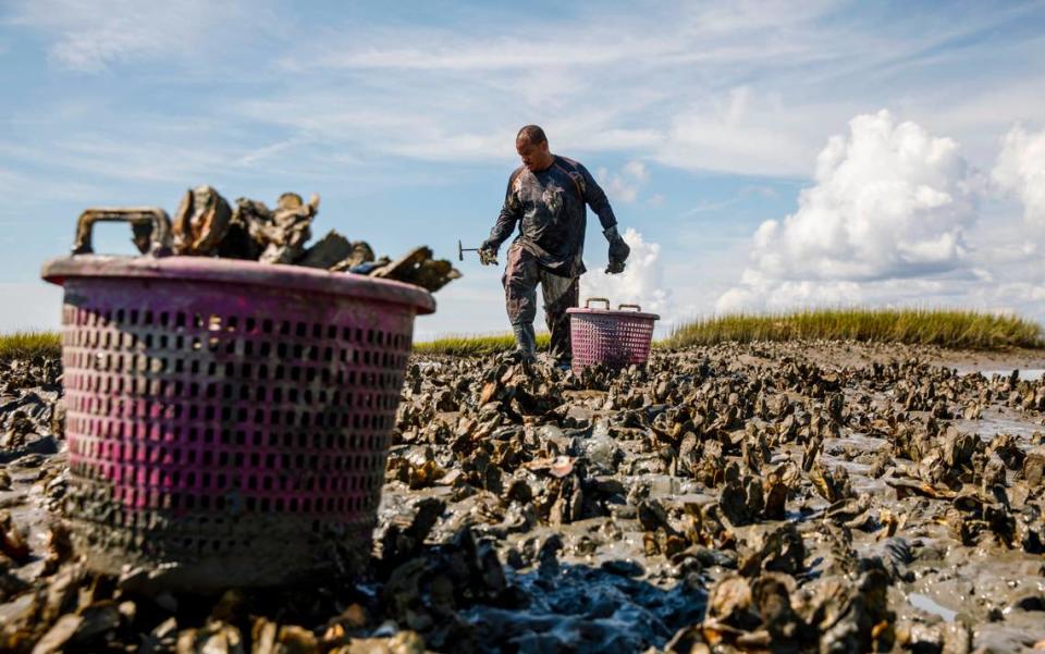 Oystermen Jamie White picks the intertidal oysters that will be served at Bowen’s Island Restaurant for one of the first oyster roasts of the 2021-22 season. “There’s pride because people come here and say how good they are, it’s the best they ever had, let you know you did something good, he says. Oct. 4, 2021.