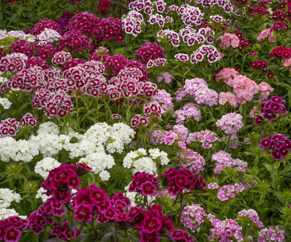 Sweet william dianthus