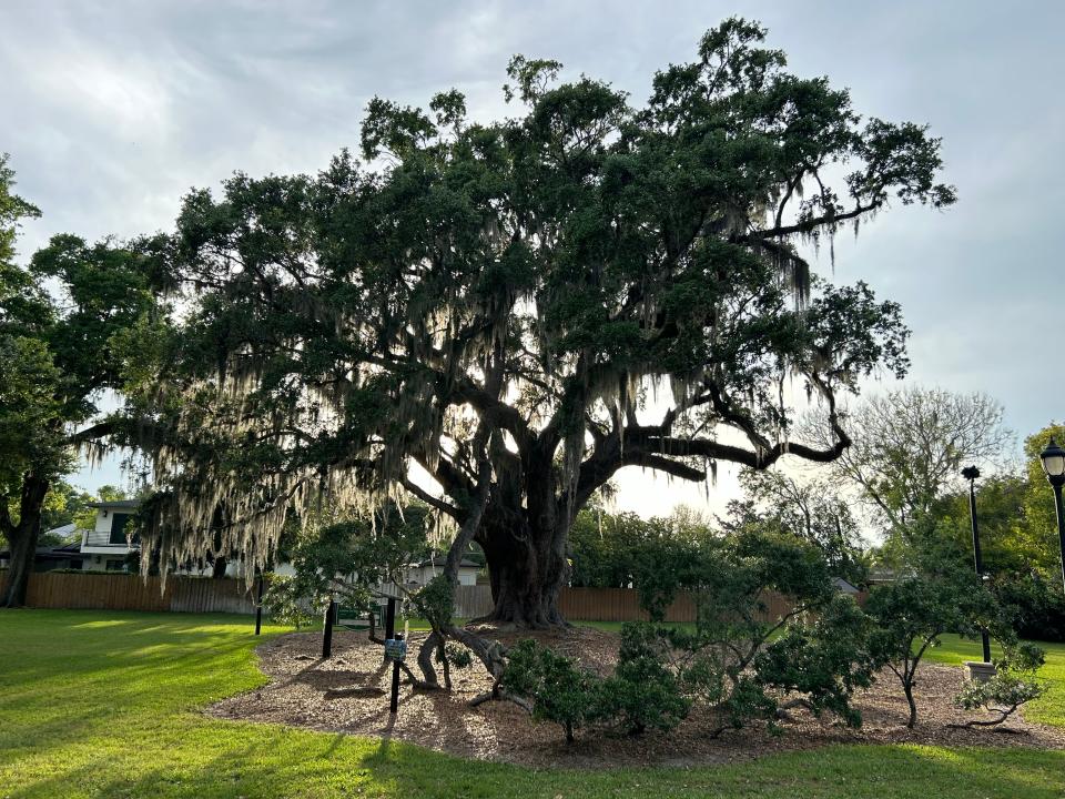 "Big Tree" a more than 400-year-old southern live oak in Orlando, Fla., is one of the latest historic trees to be cloned by a Michigan-based nonprofit aiming to reverse climate change through a massive planting campaign.