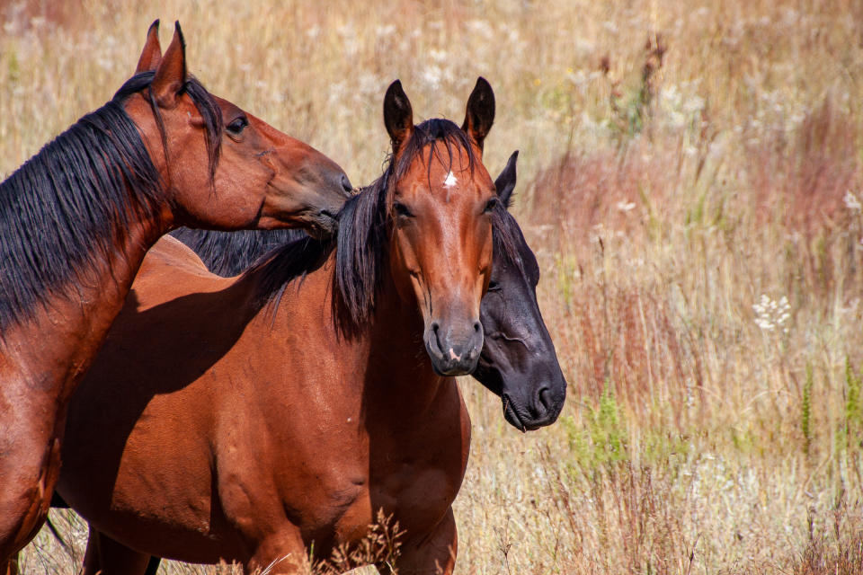 Horses in a pasture