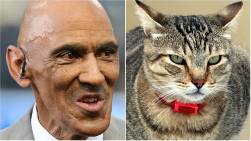 Ex Nfl Coach Tony Dungy Spreads Kitty Litter Myth And Twitter Gets Catty 