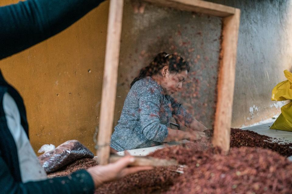 A woman has a screen and uses her hands to pick through brown grasshoppers