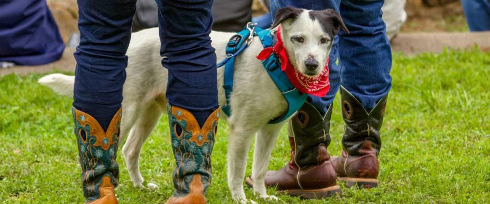 Washington, Texas - March 2/2019:The dog at Texas Independence Day. Where Texas became Texas