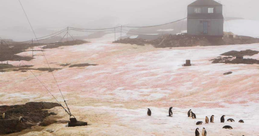 紅綠色的藻類在南極沿海地區大量增生，形成一種很違和的景象。（圖／翻攝自FB）