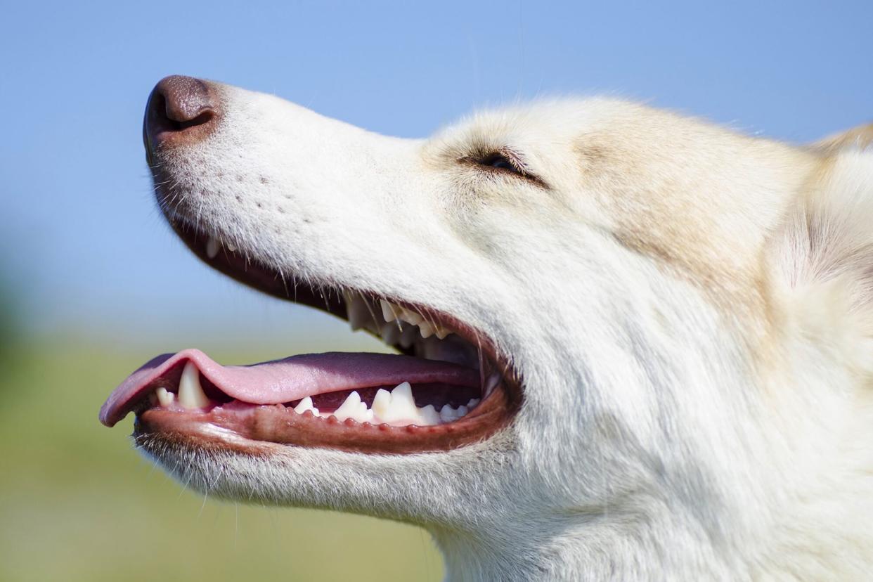 Side profile of white husky enjoying the outdoors