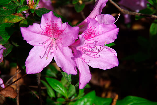 Azaleas