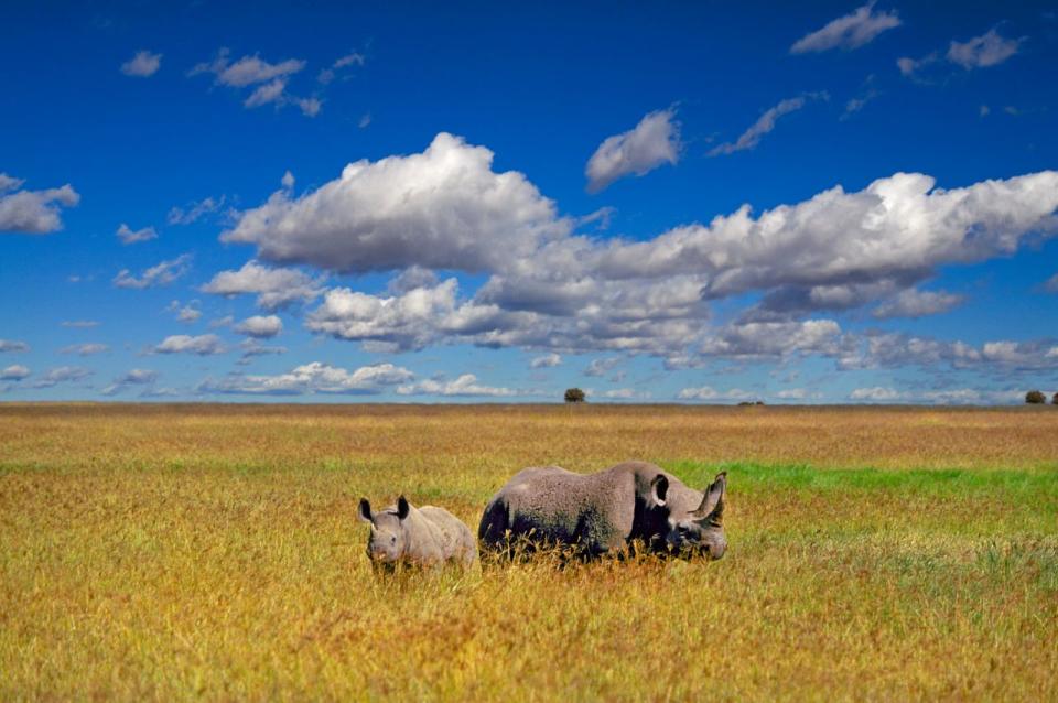 Una madre rinoceronte negro y su cría alimentándose de pasto en la región de la sabana del norte de Tanzania (Imagen: Getty)