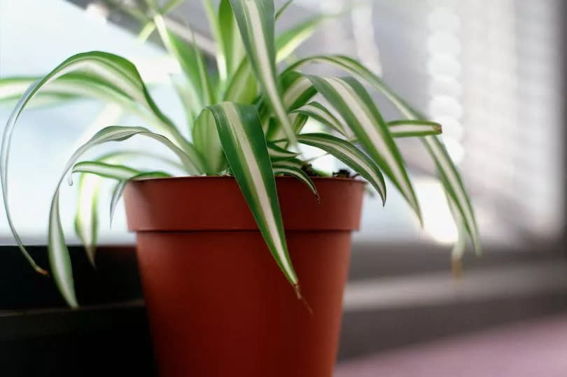 Spider plant.