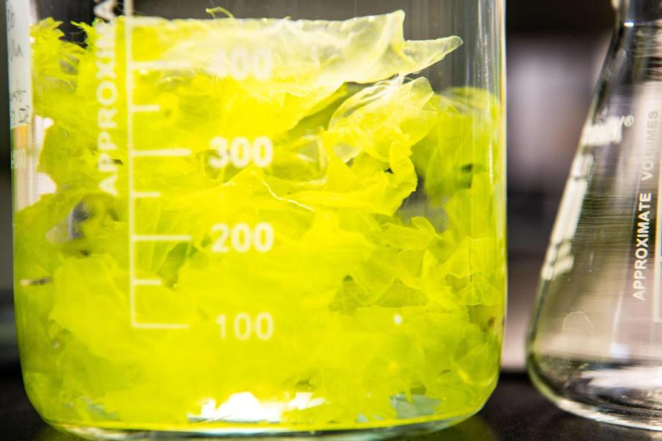 Researchers at PNNL are exploring how to use algae to tap into the vast reserve of mineralogical wealth in the oceans and domestically produce critical minerals such as scandium and yttrium from seawater.