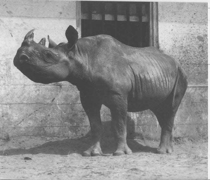 Rhino at Getz Farm