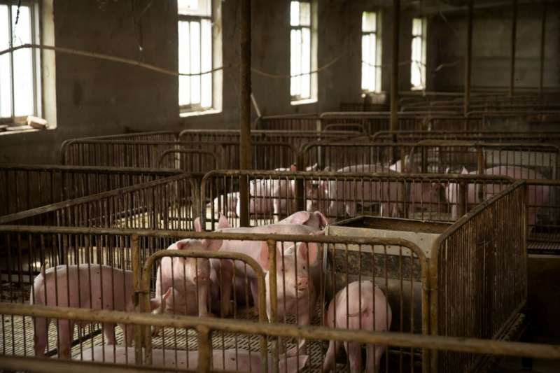 非洲豬瘟疫情難控制，中國豬隻數量減少1/3，衝擊全球市場。（AP）