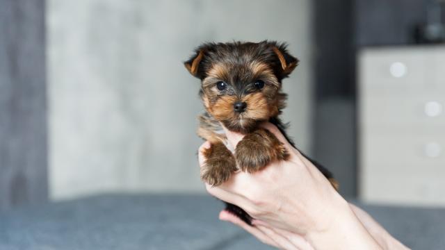 Petite Pooch-Lovers: These Are the 6 Cutest Toy Dog Breeds We\'ve ...