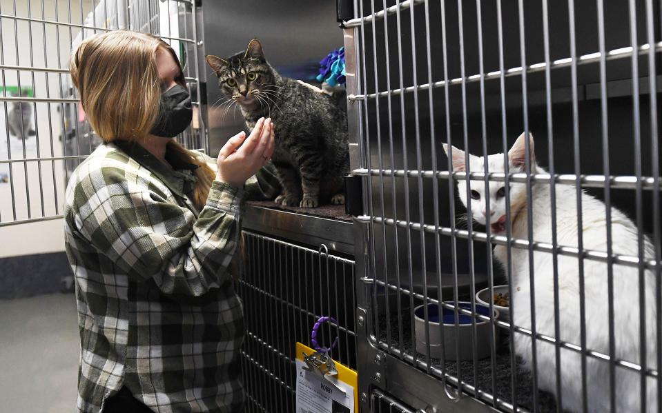 Sarah Fritz, a volunteer of the Ames Animal Shelter, pets a cat Friday, Jan. 21, 2022, in Ames, Iowa.