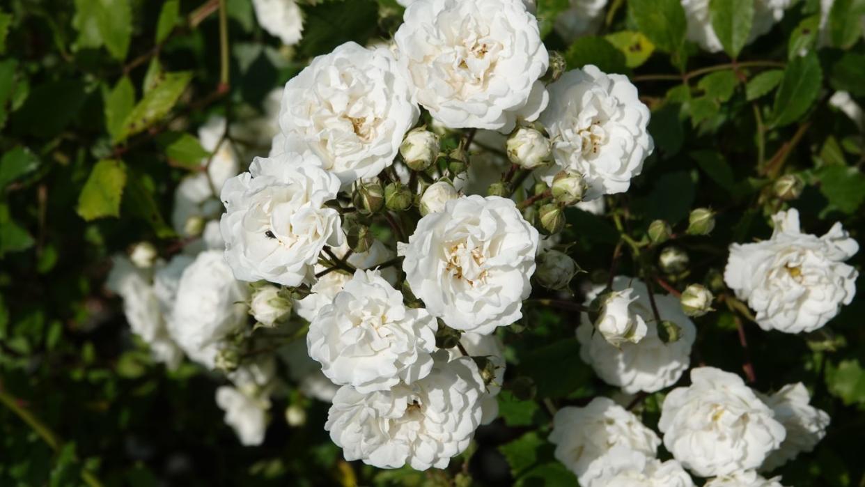 flower meanings white roses