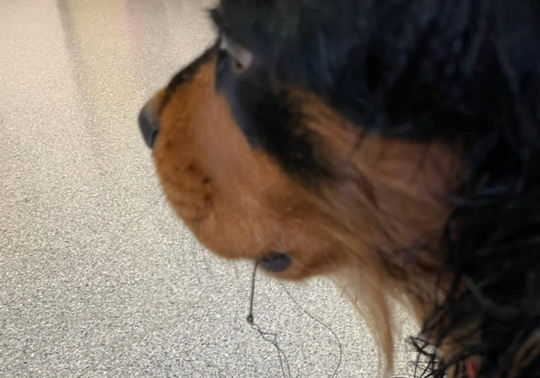 Photo of a sad looking ark brown and light brown dog with visible black string hanging from its mouth.