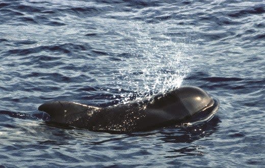 Pilot whales in Tenerife have unique hunting behavioursDylan Walker