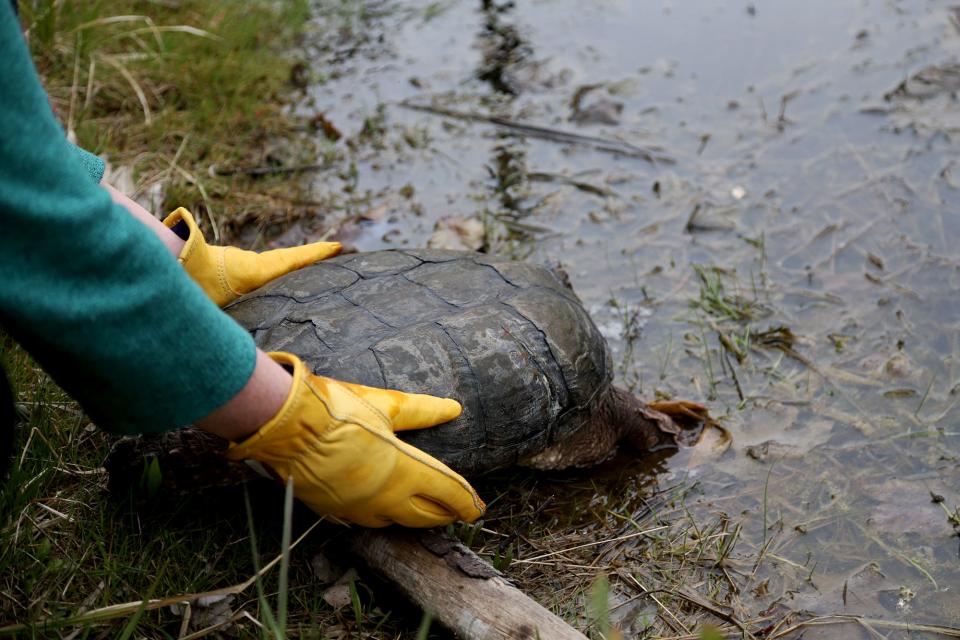 Center for Wildlife Executive Director Kristen Lamb releases the injured snapping turtle back into the wild on Tuesday, April 26, 2022.