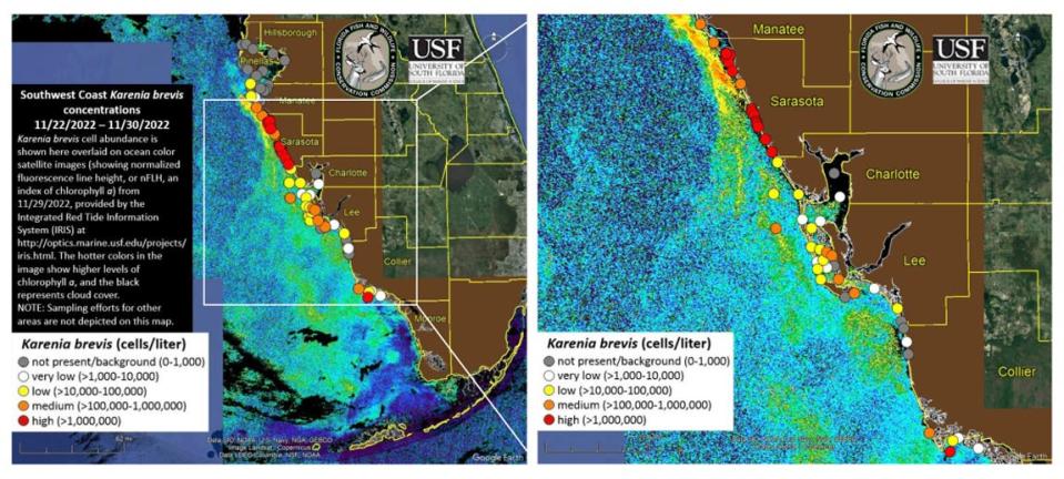 A red tide bloom has continued to worsen over recent weeks off the shores of Sarasota County, southern Manatee, Charlotte, Lee, and Collier counties.