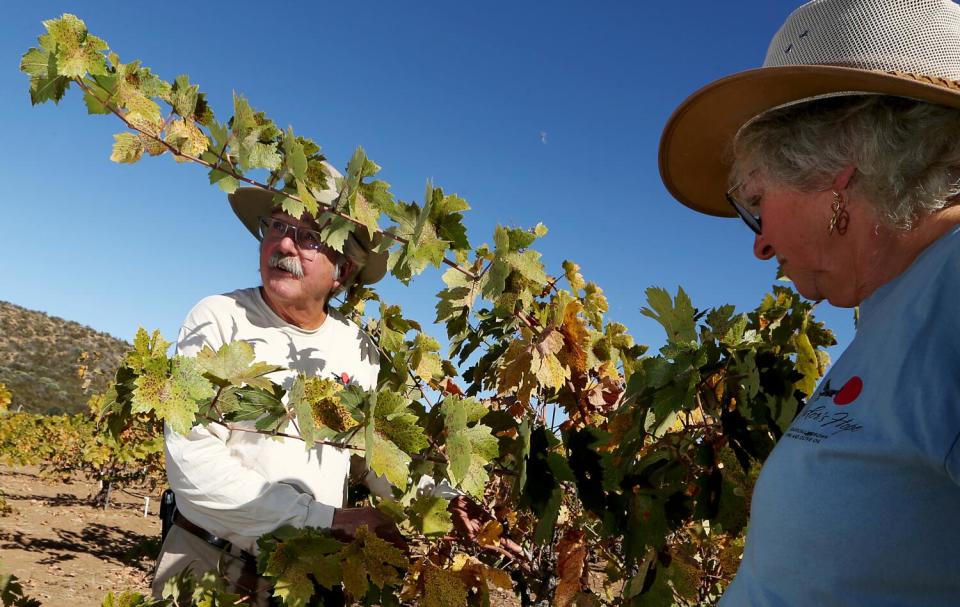 Steve Gliessman and Roberta Jaffe run Condor's Hope Vineyard in the Cuyama Valley.