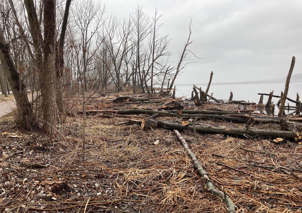 Dead and dying trees were taken down in March 2023 for safety reasons between the entrance to Presque Isle State Park and its Vista 1 parking lot. The trees, mostly non-native species, were between the park's Multi-Purpose Trail and Presque Isle Bay.