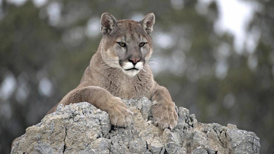 PHOTO: Stock photo of a cougar. (Kevin Schafer/Getty Images)