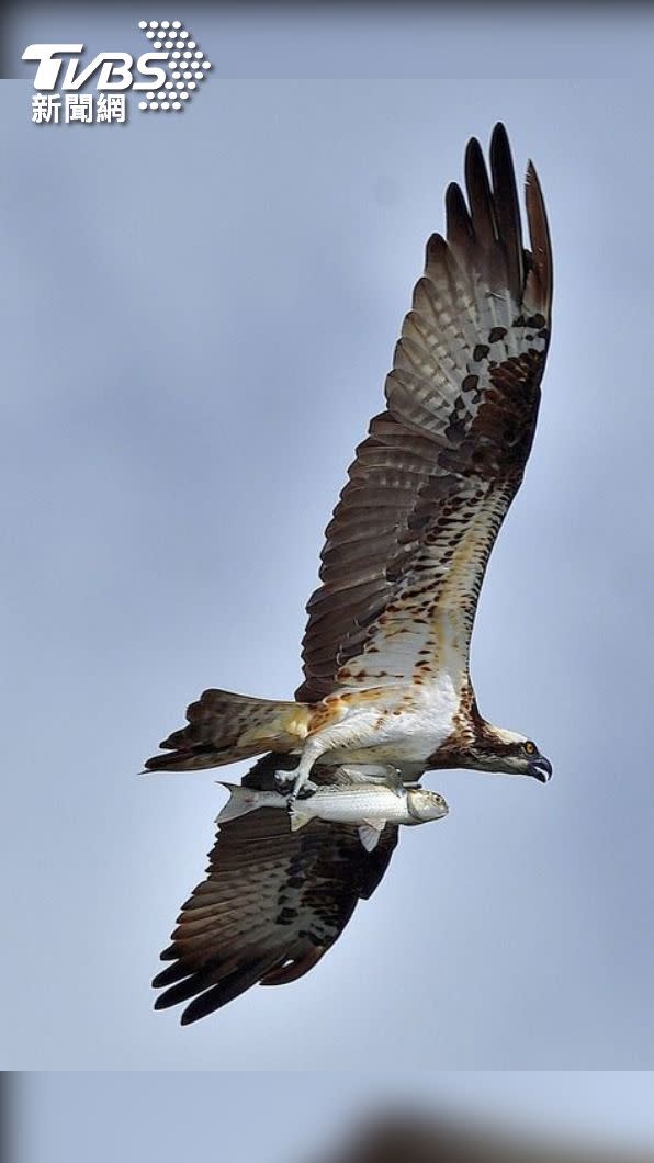 魚鷹捕抓捯一隻魚飛上天，網友戲猛禽界的「勇鷹掛彈」。（圖／Choong John提供）