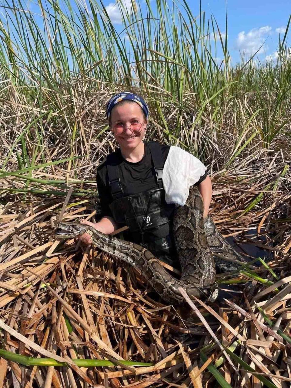 Científicos de la Universidad de Florida (UF/IFAS) y de United States Geological Survey (USGS) están empleando nuevas técnicas para explorar el comportamiento de las pitones.