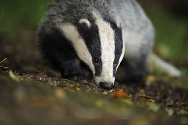 Badger on runway prevents Flybe plane from landing in Cornwall