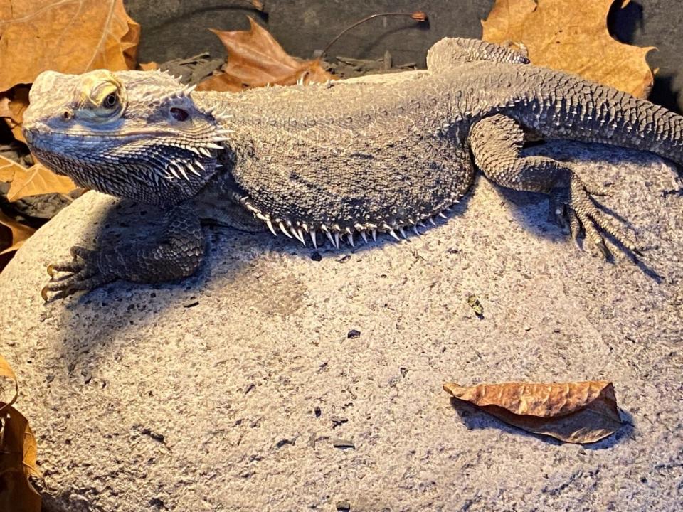 Bearded dragons, originally from Australia and now captive-bred, are popular in the exotic pet trade. [Photo courtesy Whit Gibbons]