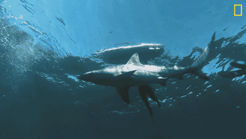 A man is holding onto his surfboard in the ocean while sharks are swimming around underneath him