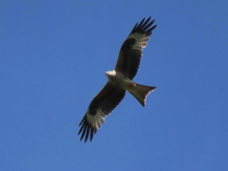 The Argus: Red kites soaring over Pulborough Brooks