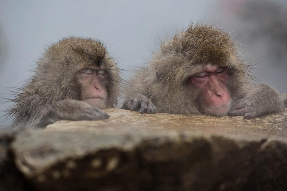 <p>Hot spring hangout in Jigokudani Monkey Park, Nagano, Japan // December 16, 2016</p>