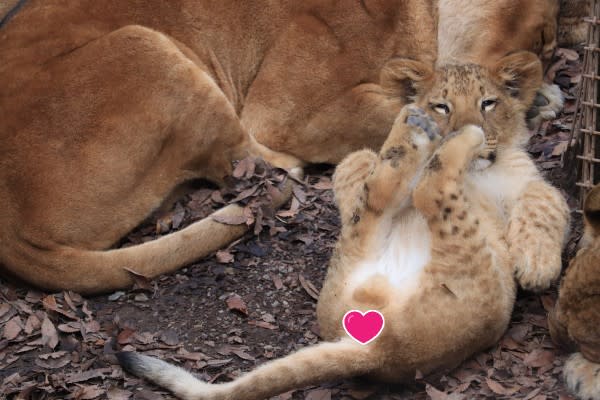 日本群馬動物園小獅子翻肚瞇眼睡姿超萌　網笑：貓咪無誤！